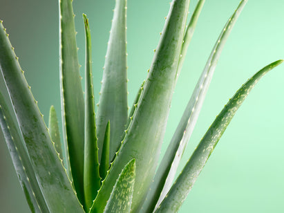 Green People’s guide to Aloe Vera benefits for skin