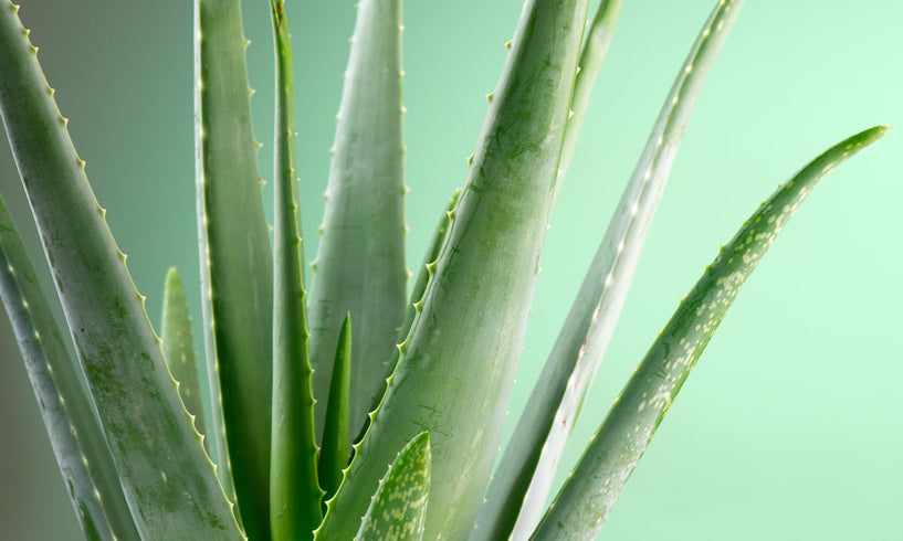 Green People’s guide to Aloe Vera benefits for skin