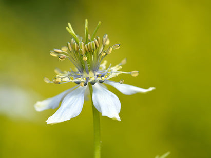 Black Cumin Seed Flower