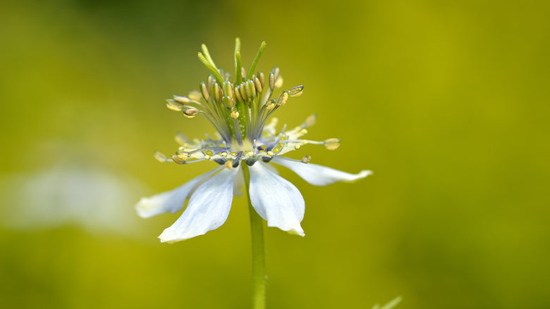 Black Cumin Seed Flower