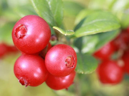 Red berries