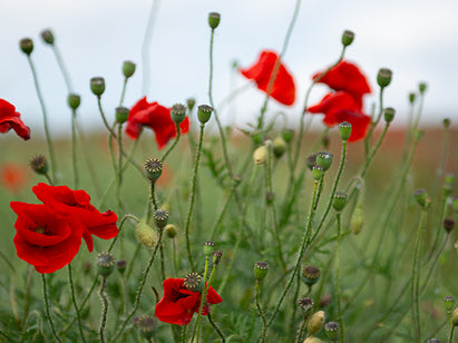 5 easy ways to conserve and protect plants