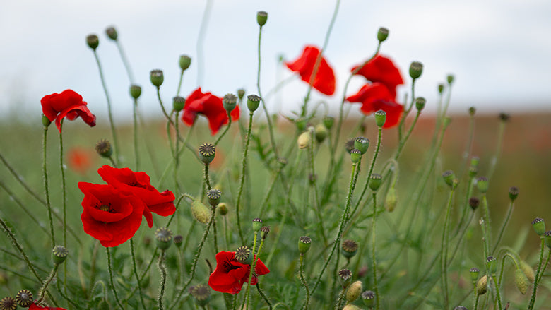 5 easy ways to conserve and protect plants