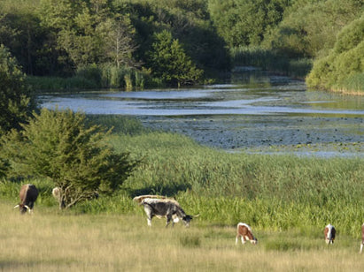 Knepp Castle Rewilding project