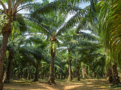 Does Green People use Palm Oil?