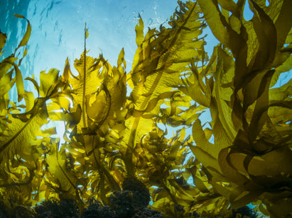 benefits of seaweed skincare uk 