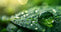 banner for why natural and organic beauty with droplet of water on leaf