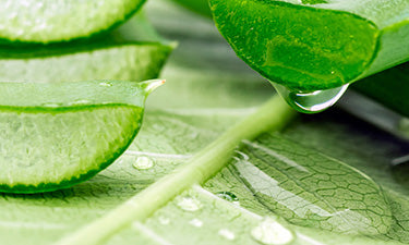 image for fragrance free shower gel category featuring slices of aloe vera