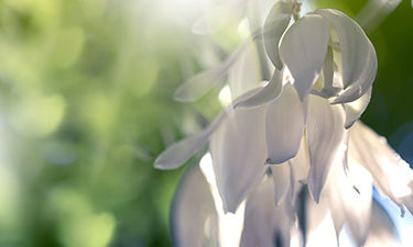 banner for shampoo for coloured hair category with flowers and green leaves