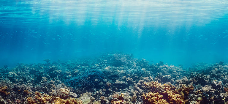 image for octocrylene free sunscreen category featuring coral reef in the sea