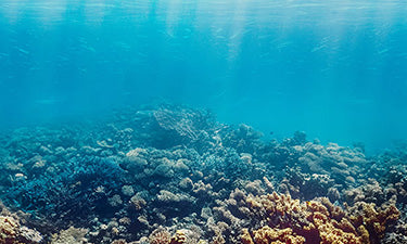 image for octocrylene free sunscreen category featuring coral reef in the sea