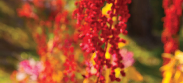 image of Quinoa, used in protein hair care products